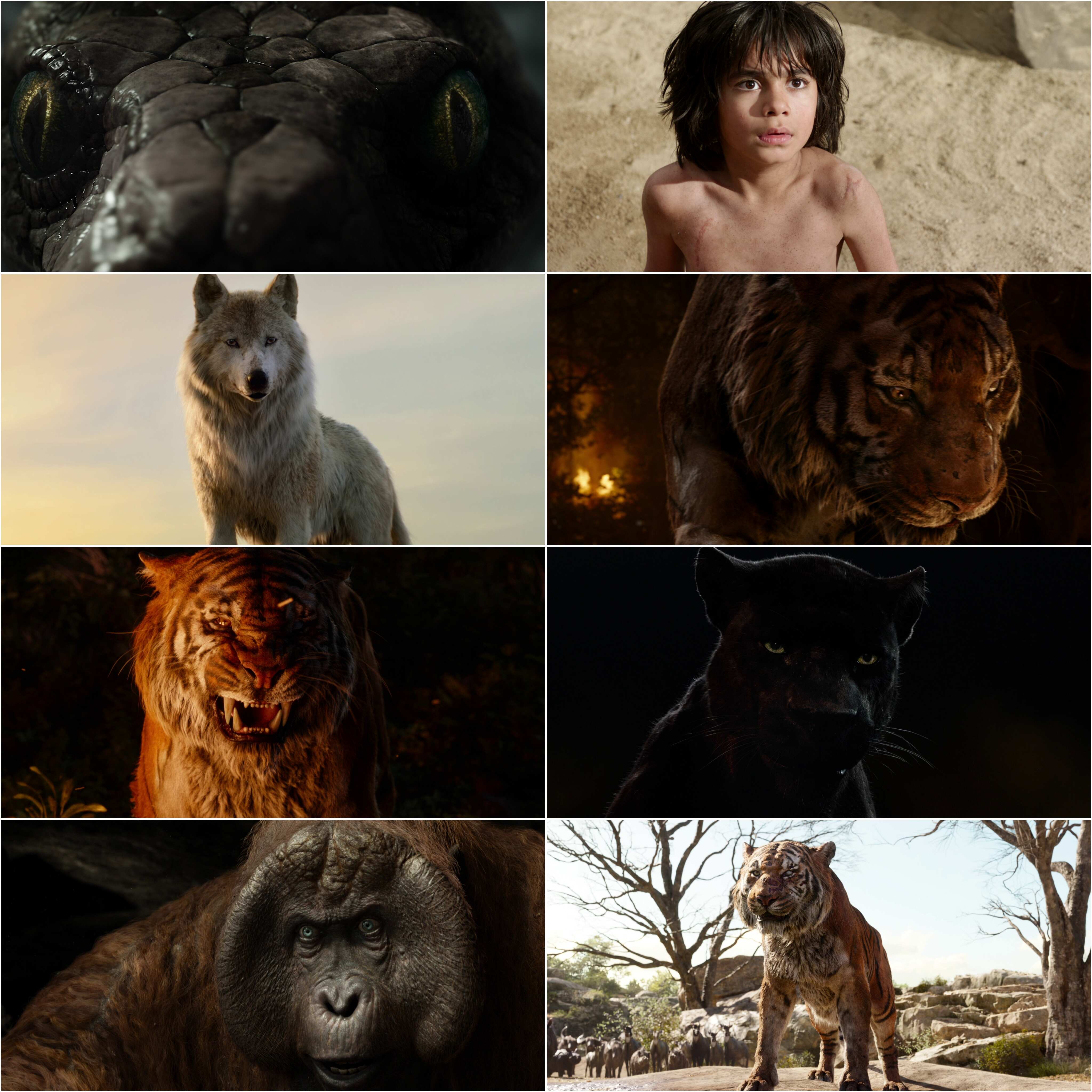 The Jungle Book (2016) (Hindi   English) Dual Audio Hollywood Movie BluRay HD ESub Movies4U screenshot